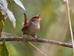 Troglodytes troglodytes