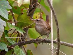 Troglodytes troglodytes