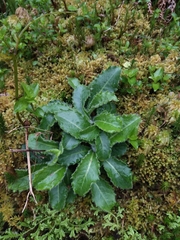 Leontodon filii