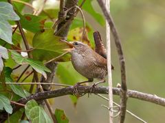 Troglodytes troglodytes