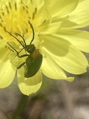 Nemognatha nemorensis