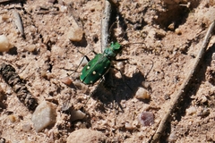 Cicindela