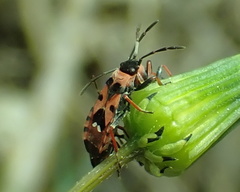 Horvathiolus guttatus