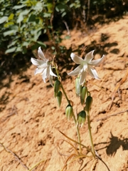 Ornithogalum nutans