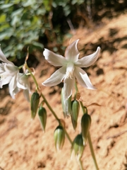 Ornithogalum nutans