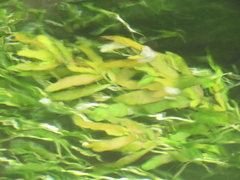 Hygrophila polysperma