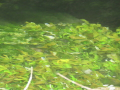Hygrophila polysperma