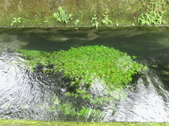 Hygrophila polysperma