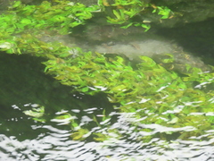 Hygrophila polysperma