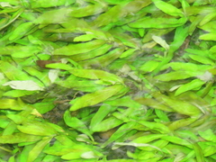 Hygrophila polysperma