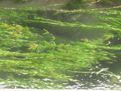 Hygrophila polysperma