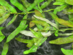 Hygrophila polysperma