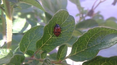 Hippodamia convergens