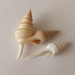 Unedogemmula indica