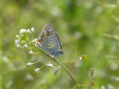 Lycaena tityrus