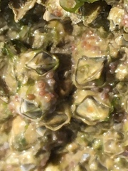 Austrominius modestus