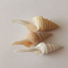 Unedogemmula indica