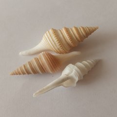 Unedogemmula indica