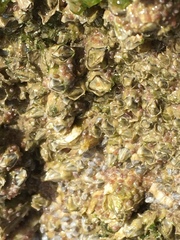 Austrominius modestus