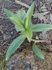 Fritillaria affinis