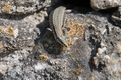 Podarcis muralis