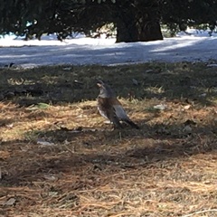 Turdus pilaris