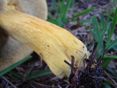 Boletus auripes image