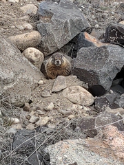 Marmota flaviventris
