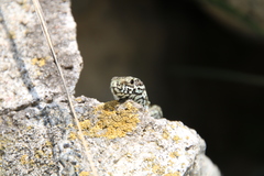 Podarcis muralis