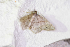 Trigrammia quadrinotaria