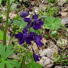 Delphinium tricorne