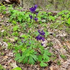 Delphinium tricorne