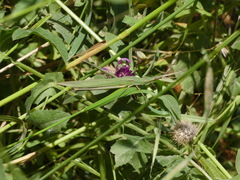 Acrida turrita