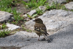 Fringilla coelebs