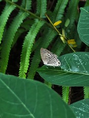 Jamides celeno aelianus