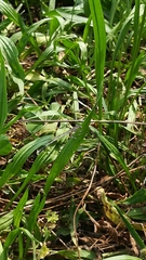 Platycnemis pennipes