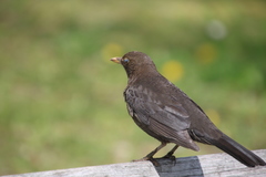 Turdus merula