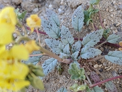 Chylismia claviformis lancifolia