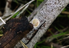 Simocybe haustellaris