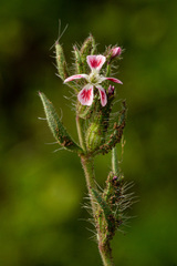 Silene gallica quinquevulnera