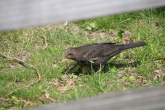 Turdus merula