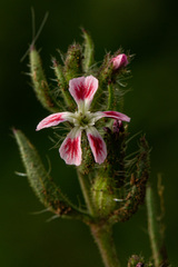 Silene gallica quinquevulnera