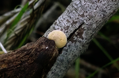 Simocybe haustellaris
