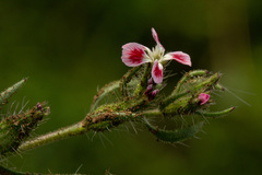 Silene gallica quinquevulnera