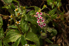 Silene gallica quinquevulnera