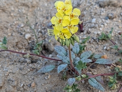 Chylismia claviformis lancifolia
