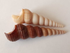 Turritella terebra