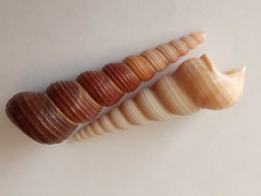 Turritella terebra