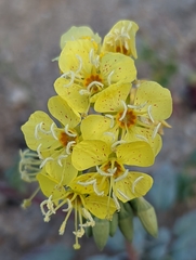 Chylismia claviformis lancifolia