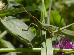 Acrida turrita